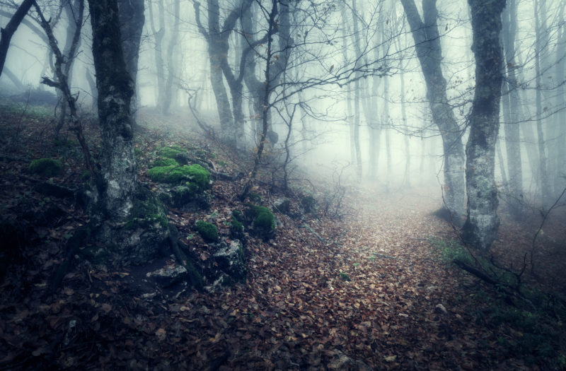 a long foggy path